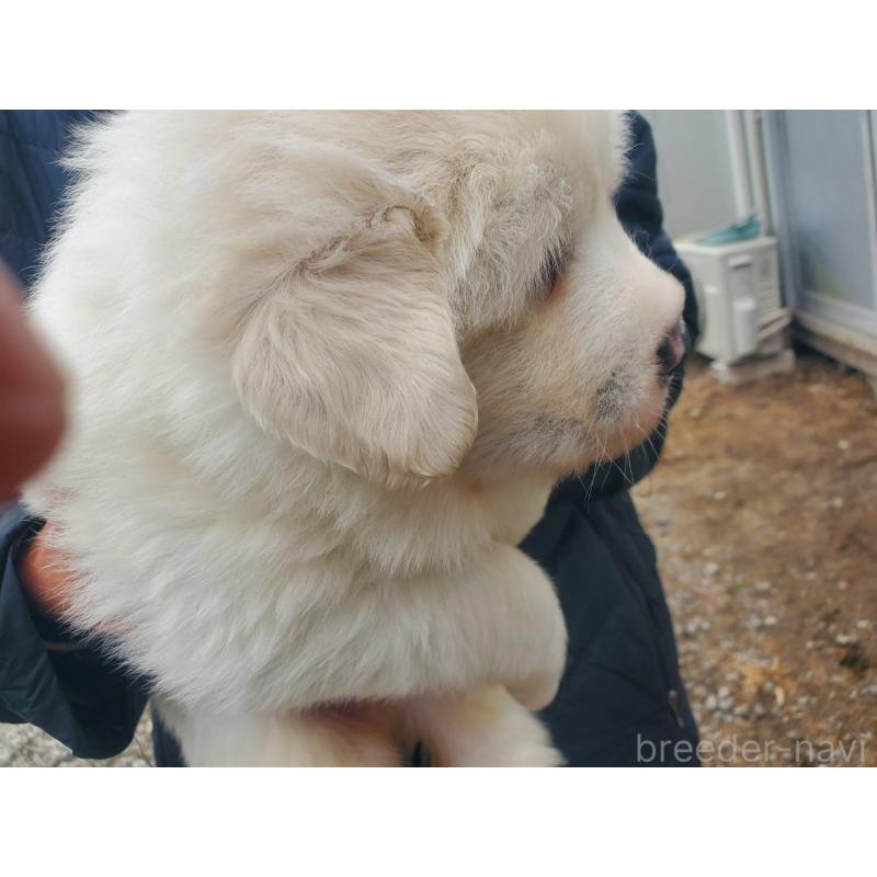 販売中の栃木県のグレートピレニーズ-451006の4枚目