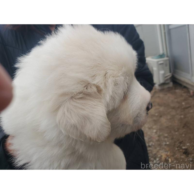 販売中の栃木県のグレートピレニーズ-451006の3枚目