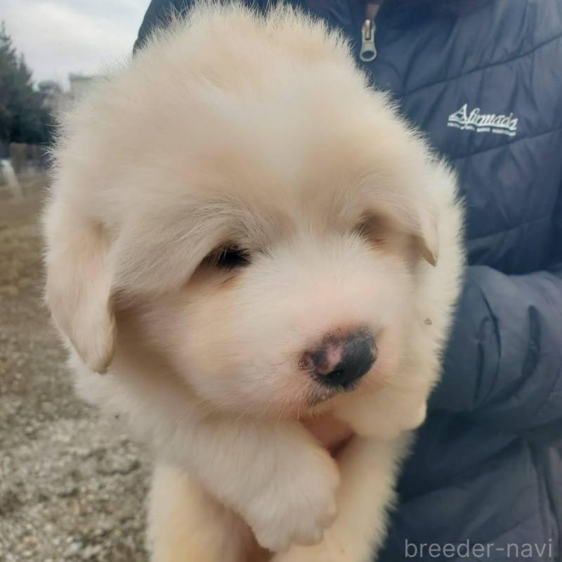 販売中の栃木県のグレートピレニーズ-451006の1枚目