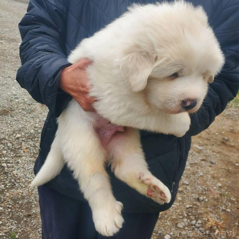 販売中の栃木県のグレートピレニーズ-451006の2枚目