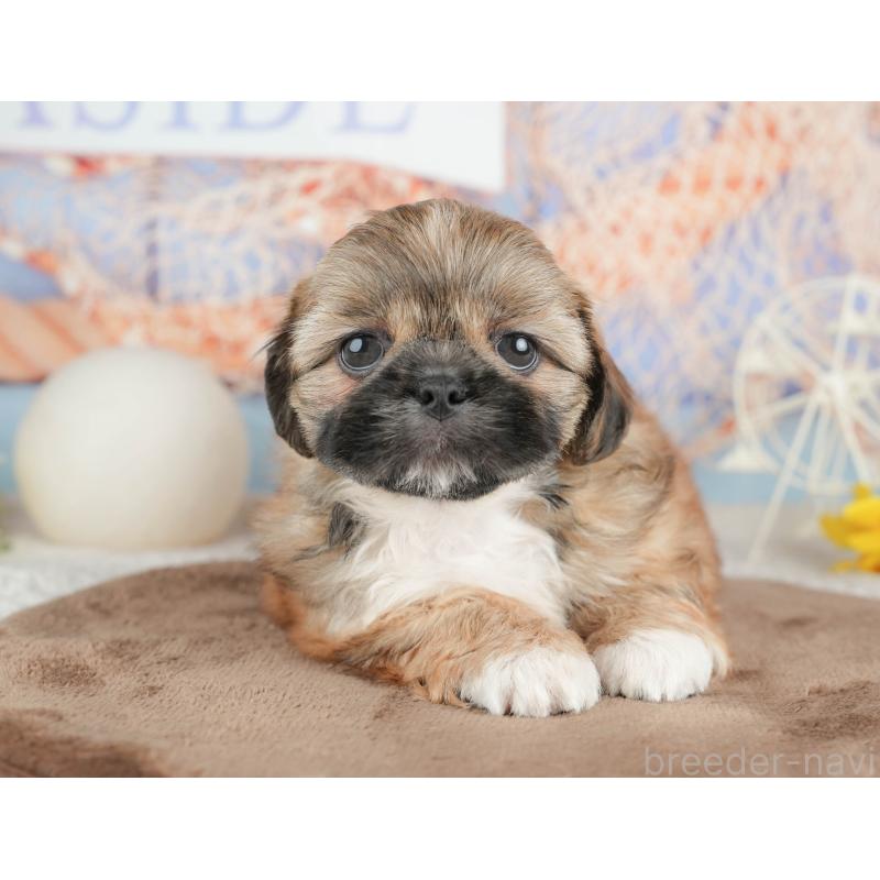 販売中の千葉県のミックス犬-451433の11枚目