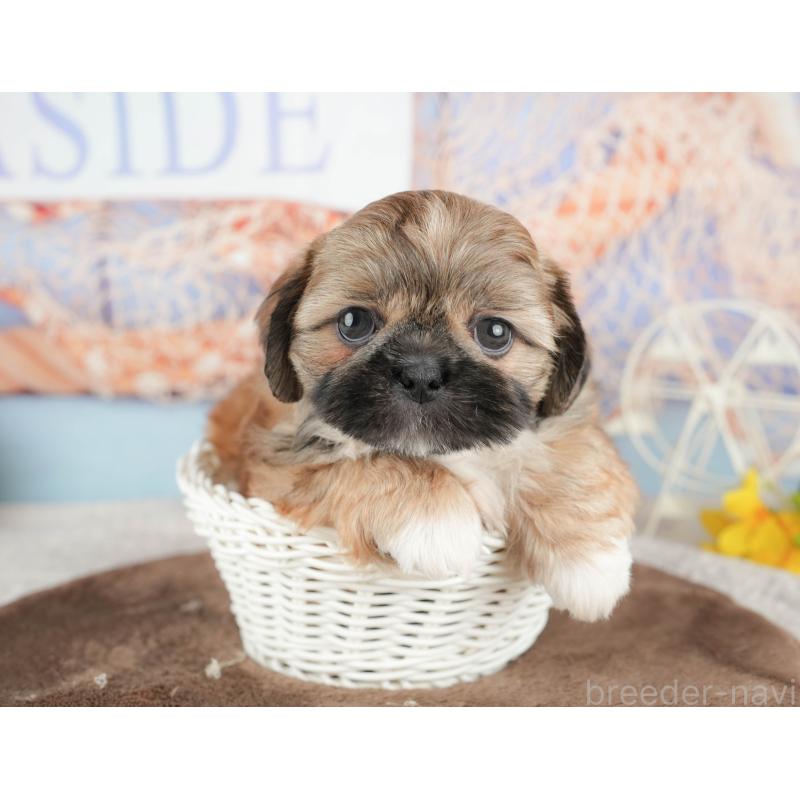 販売中の千葉県のミックス犬-451433の10枚目