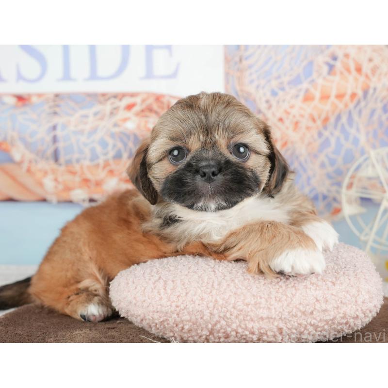 販売中の千葉県のミックス犬-451433の7枚目