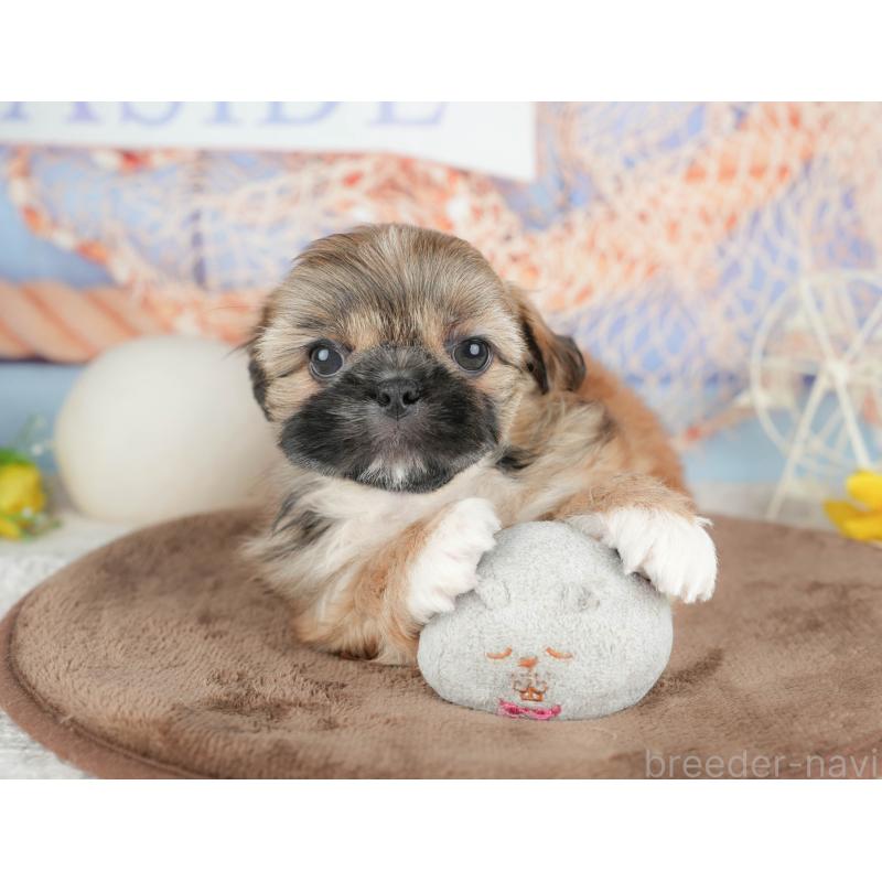 販売中の千葉県のミックス犬-451433の3枚目