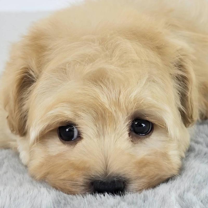 販売中の茨城県のマルプー:マルチーズ×トイプードル-451009の1枚目