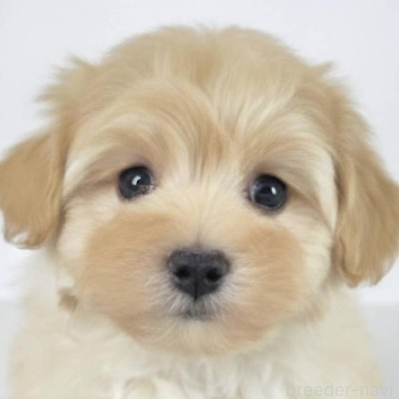 販売中の茨城県のマルプー:マルチーズ×トイプードル-451009の6枚目