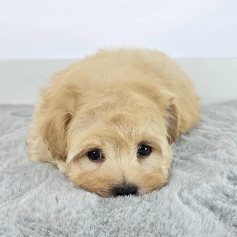 販売中の茨城県のマルプー:マルチーズ×トイプードル-451009の5枚目