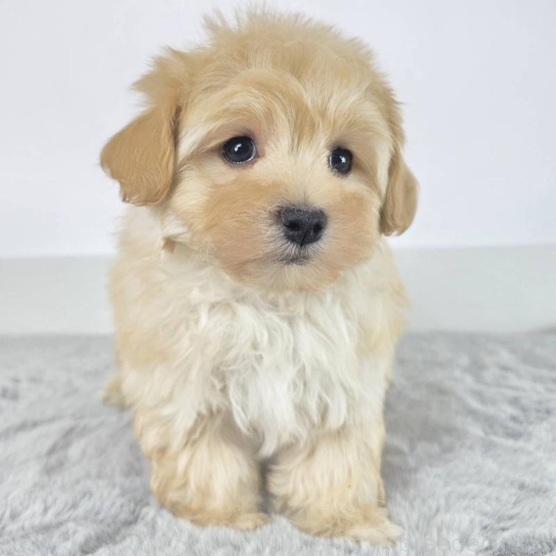 販売中の茨城県のマルプー:マルチーズ×トイプードル-451009の4枚目