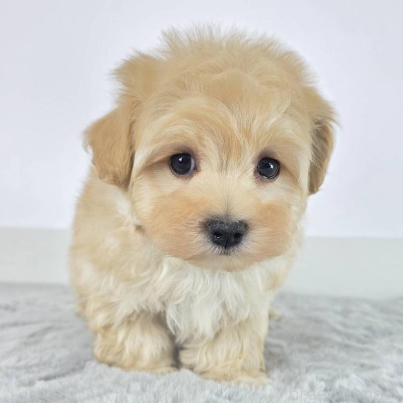 販売中の茨城県のマルプー:マルチーズ×トイプードル-451009の3枚目