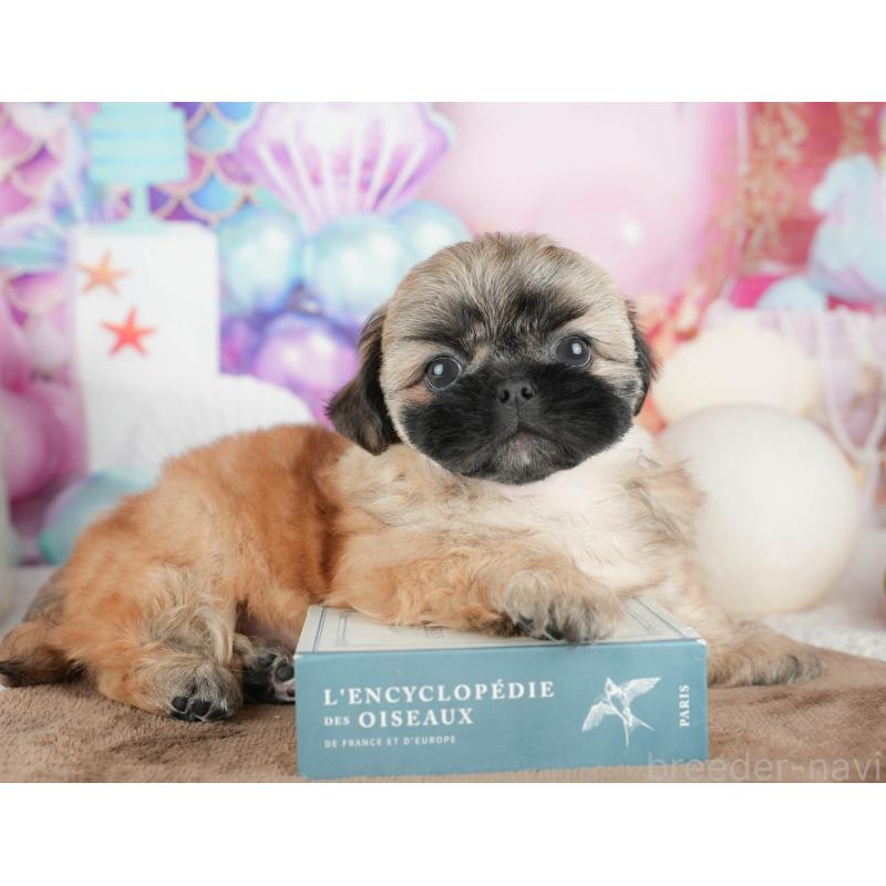 販売中の千葉県のミックス犬-451430の7枚目