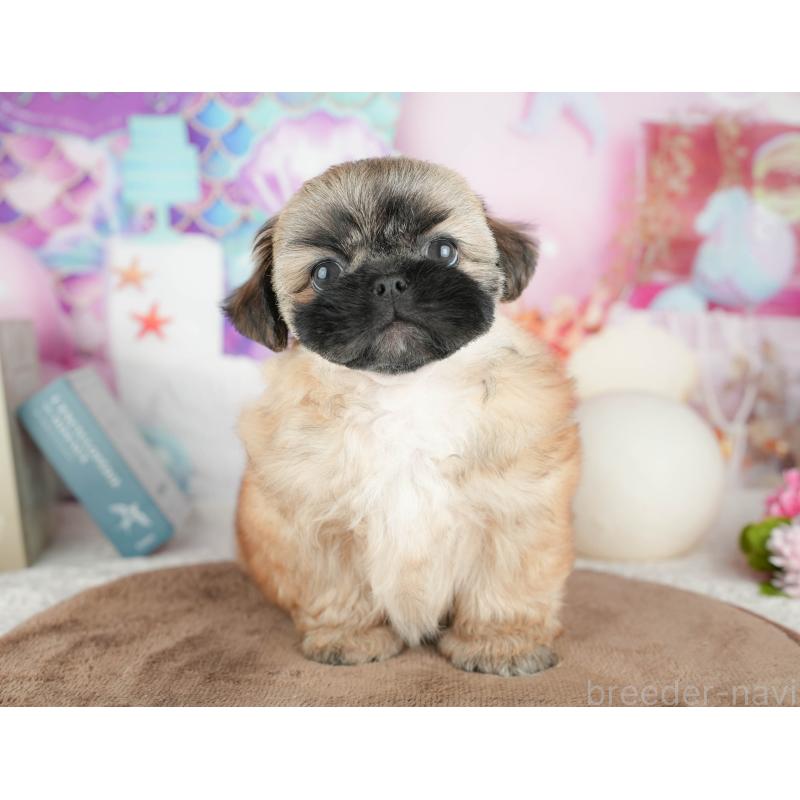 販売中の千葉県のミックス犬-451430の4枚目