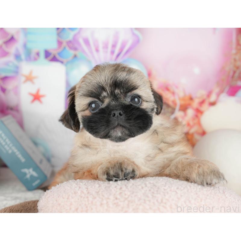 販売中の千葉県のミックス犬-451430の2枚目