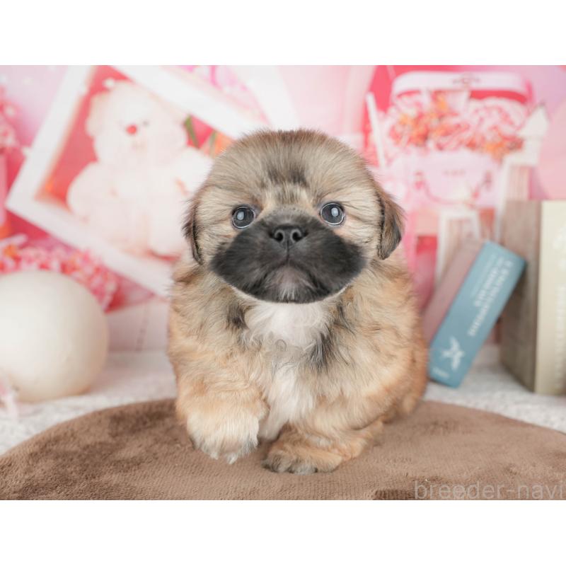 販売中の千葉県のミックス犬-451429