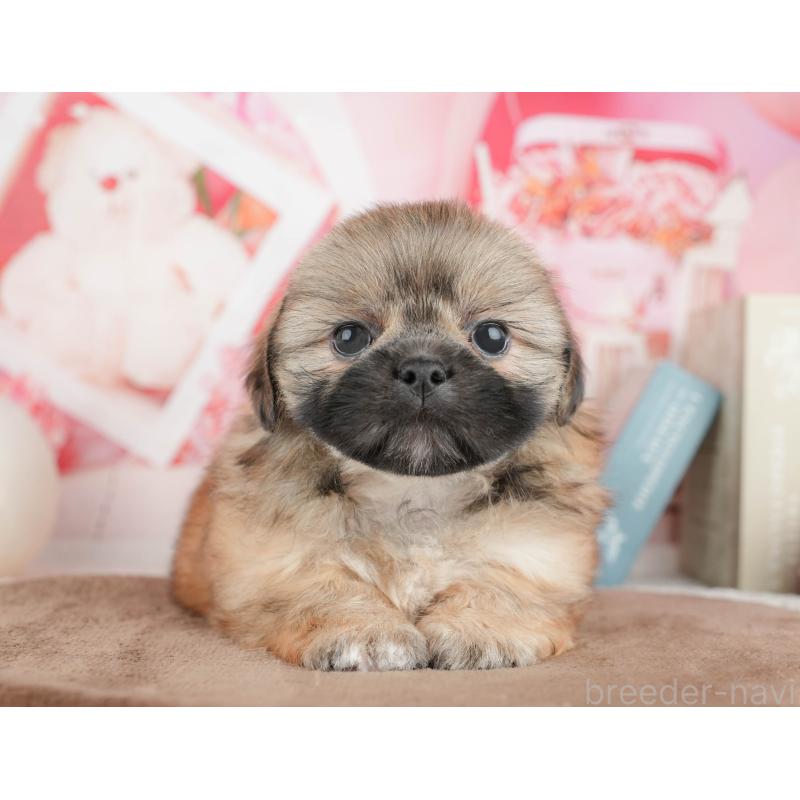 販売中の千葉県のミックス犬-451429の11枚目