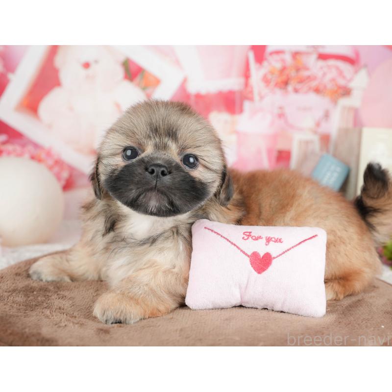 販売中の千葉県のミックス犬-451429の10枚目