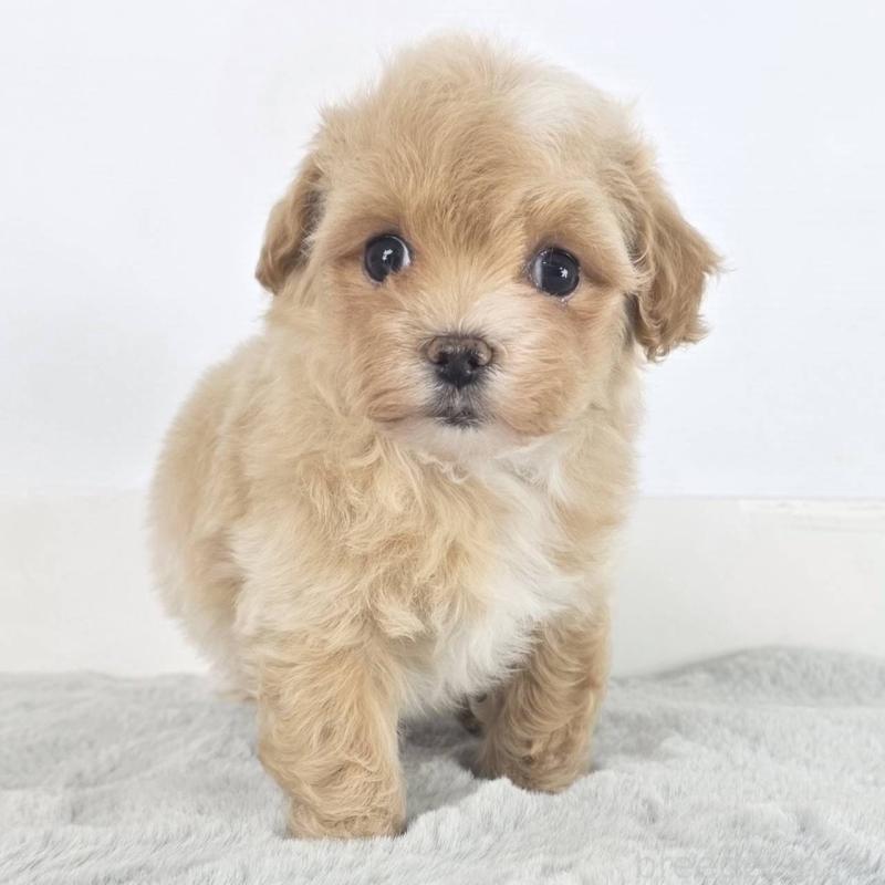 販売中の茨城県のマルプー:マルチーズ×トイプードル-451012の6枚目