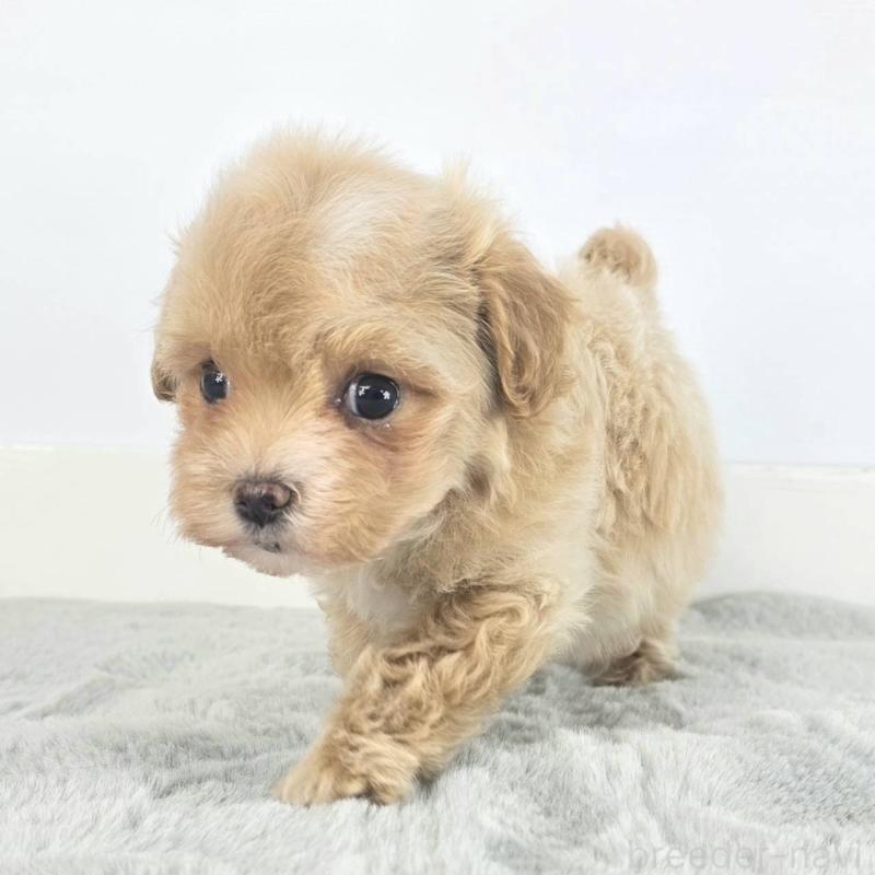 販売中の茨城県のマルプー:マルチーズ×トイプードル-451012の5枚目