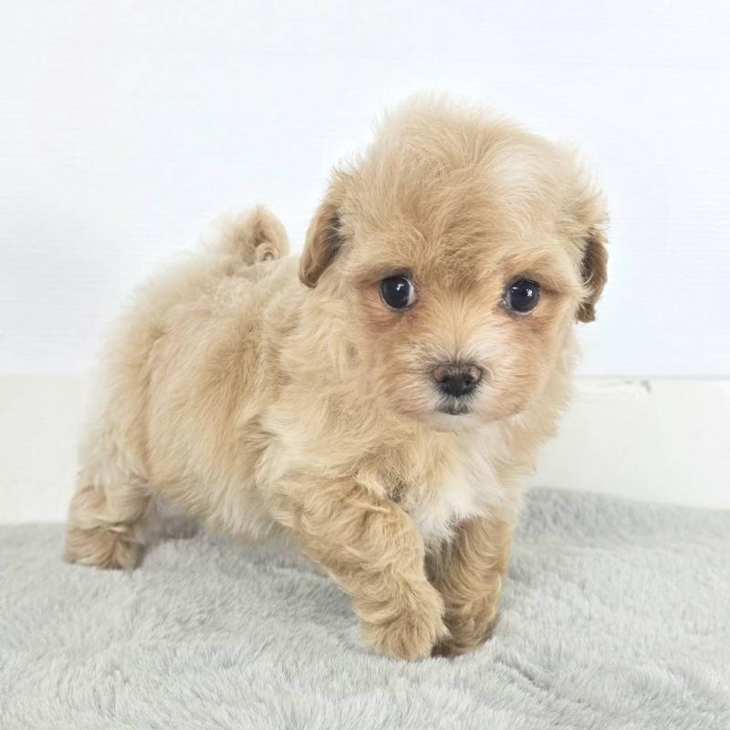 販売中の茨城県のマルプー:マルチーズ×トイプードル-451012の4枚目