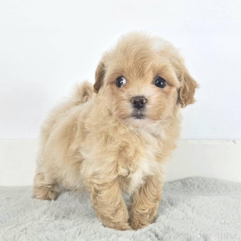 販売中の茨城県のマルプー:マルチーズ×トイプードル-451012の3枚目