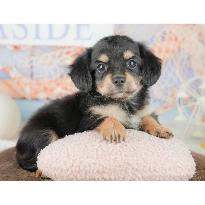 販売中の千葉県のミックス犬-451426の6枚目