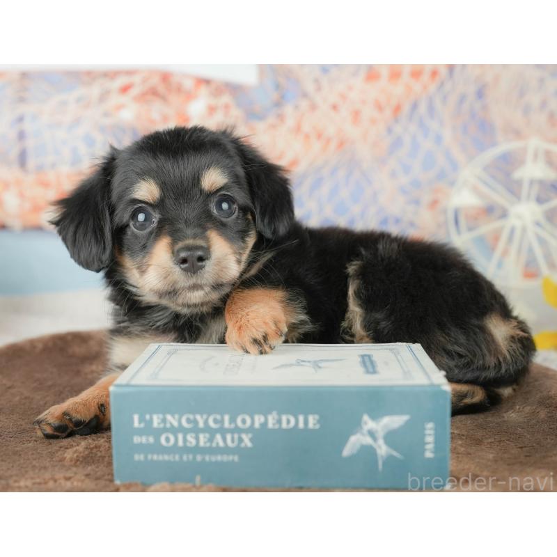 販売中の千葉県のミックス犬-451426の5枚目