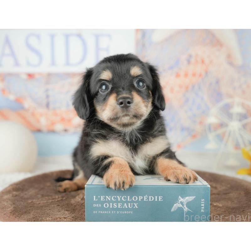 販売中の千葉県のミックス犬-451426の4枚目