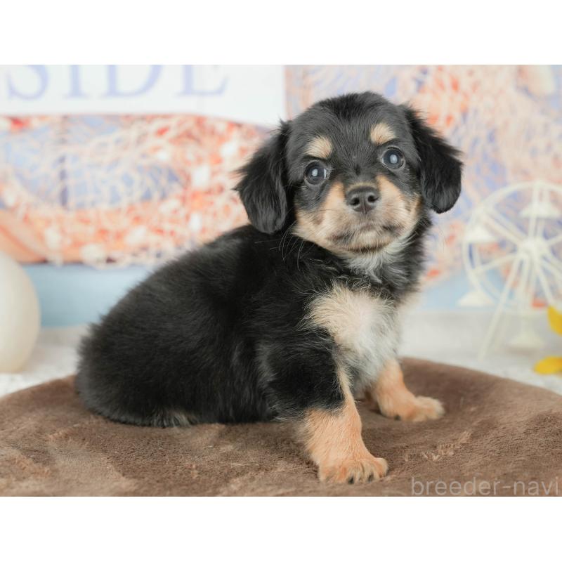 販売中の千葉県のミックス犬-451426の3枚目