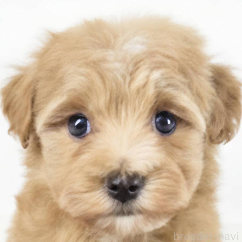 販売中の茨城県のマルプー:マルチーズ×トイプードル-451013の1枚目