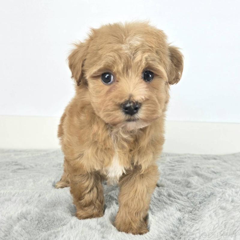 販売中の茨城県のマルプー:マルチーズ×トイプードル-451013の5枚目