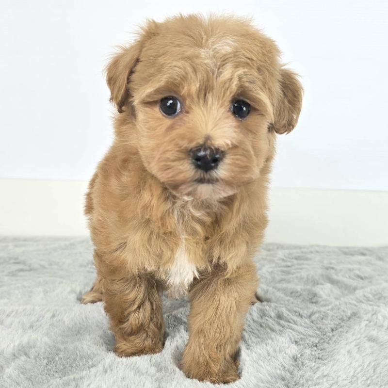 販売中の茨城県のマルプー:マルチーズ×トイプードル-451013の4枚目