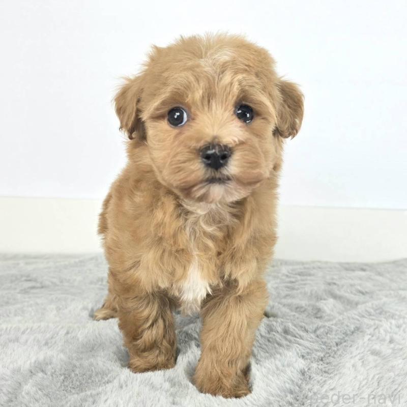 販売中の茨城県のマルプー:マルチーズ×トイプードル-451013の2枚目