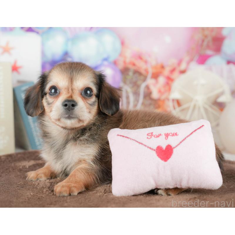 販売中の千葉県のミックス犬-451417の8枚目