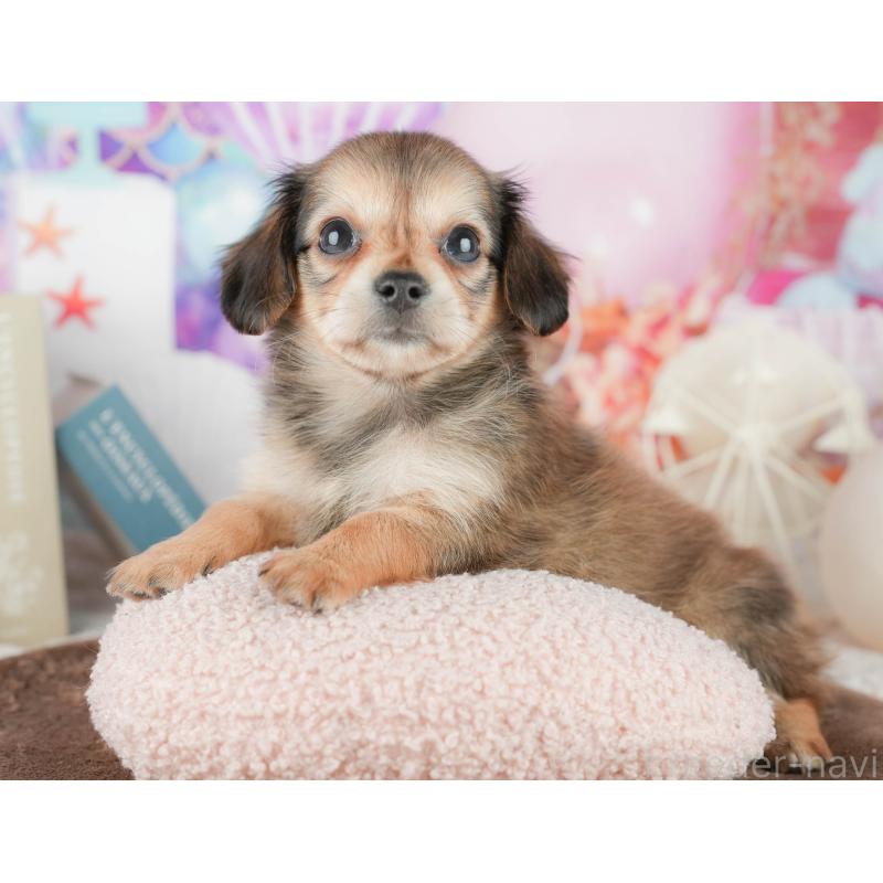 販売中の千葉県のミックス犬-451417の4枚目