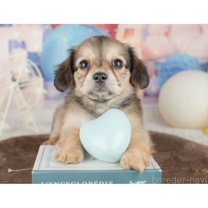 販売中の千葉県のチワックス:チワワ×ミニチュアダックスフンド-451405の5枚目