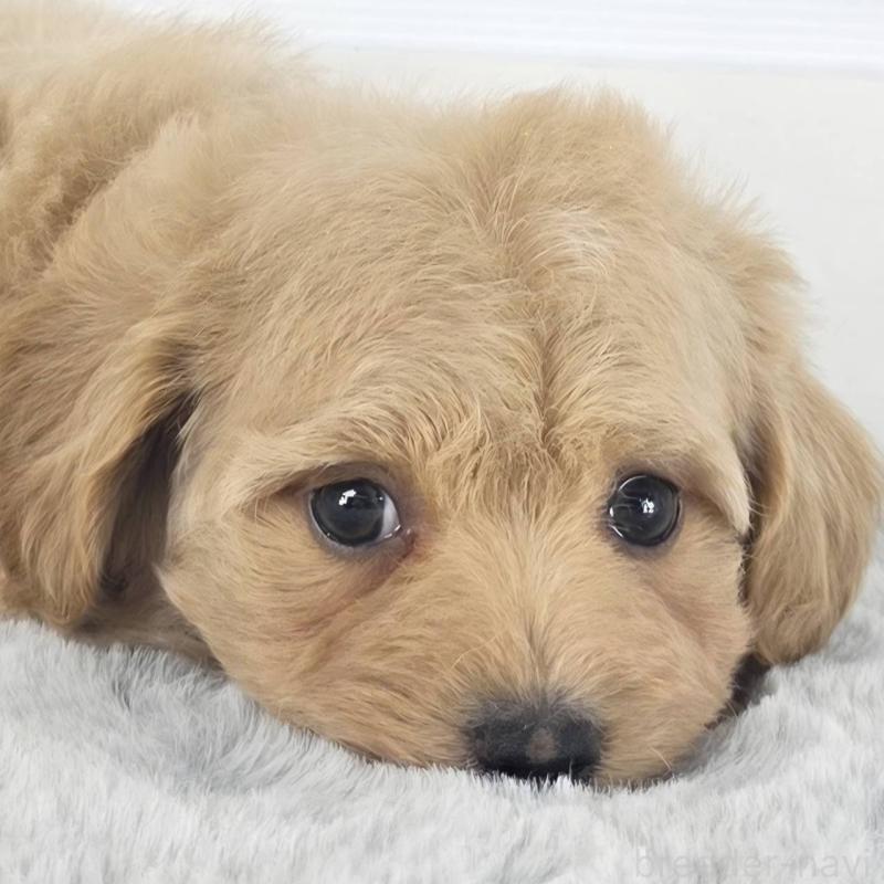 販売中の茨城県のマルプー:マルチーズ×トイプードル-451017