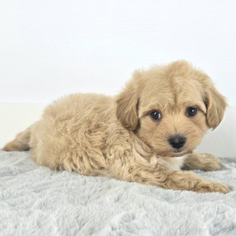 販売中の茨城県のマルプー:マルチーズ×トイプードル-451017の5枚目