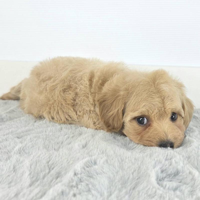 販売中の茨城県のマルプー:マルチーズ×トイプードル-451017の4枚目