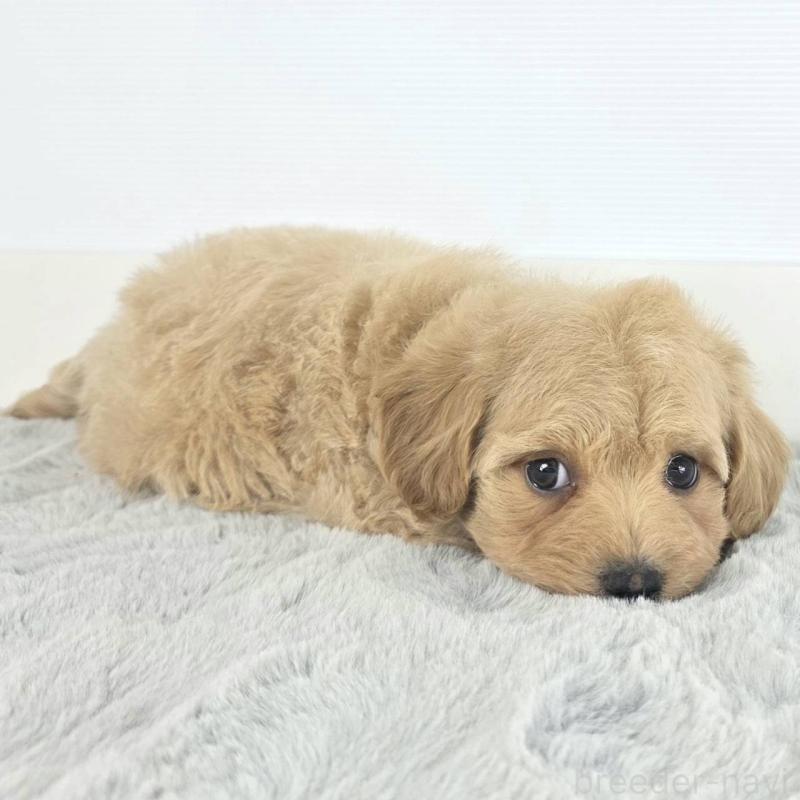 販売中の茨城県のマルプー:マルチーズ×トイプードル-451017の3枚目