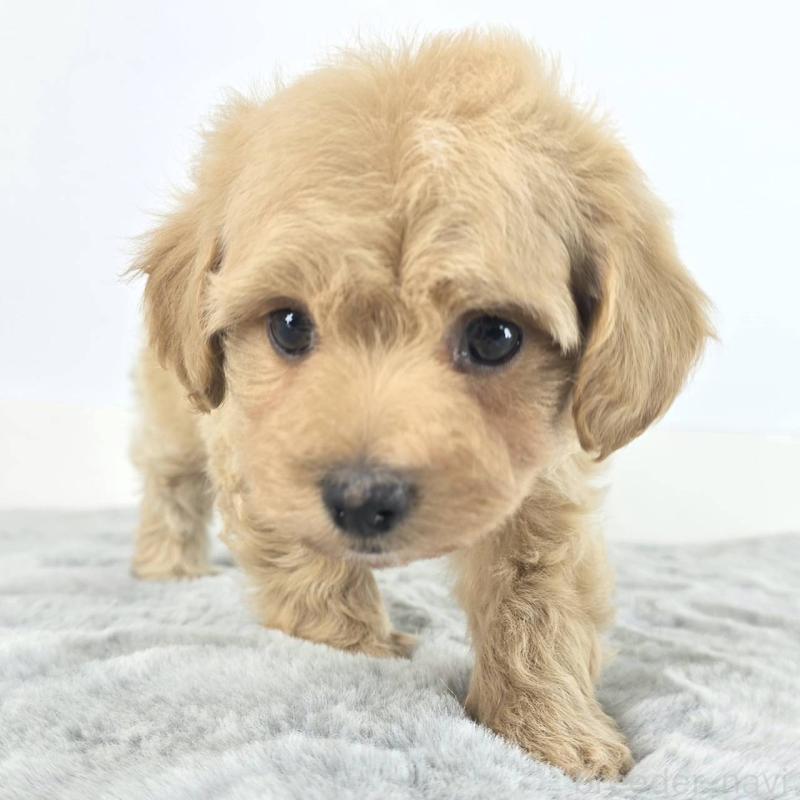 販売中の茨城県のマルプー:マルチーズ×トイプードル-451017の2枚目