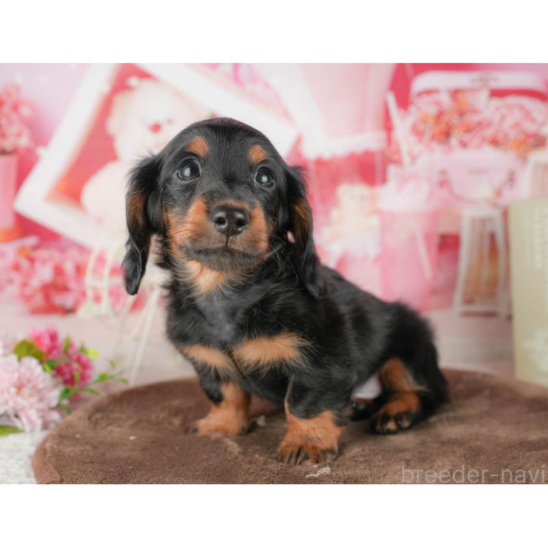 販売中の千葉県のミニチュアダックスフンド(ロングヘアード)-451309の11枚目