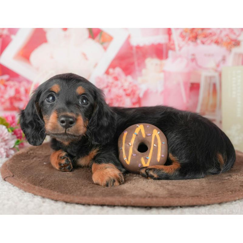 販売中の千葉県のミニチュアダックスフンド(ロングヘアード)-451309の10枚目