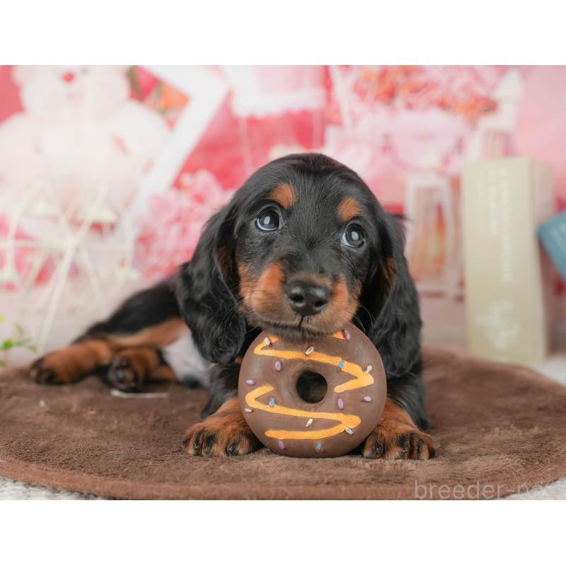 販売中の千葉県のミニチュアダックスフンド(ロングヘアード)-451309の9枚目