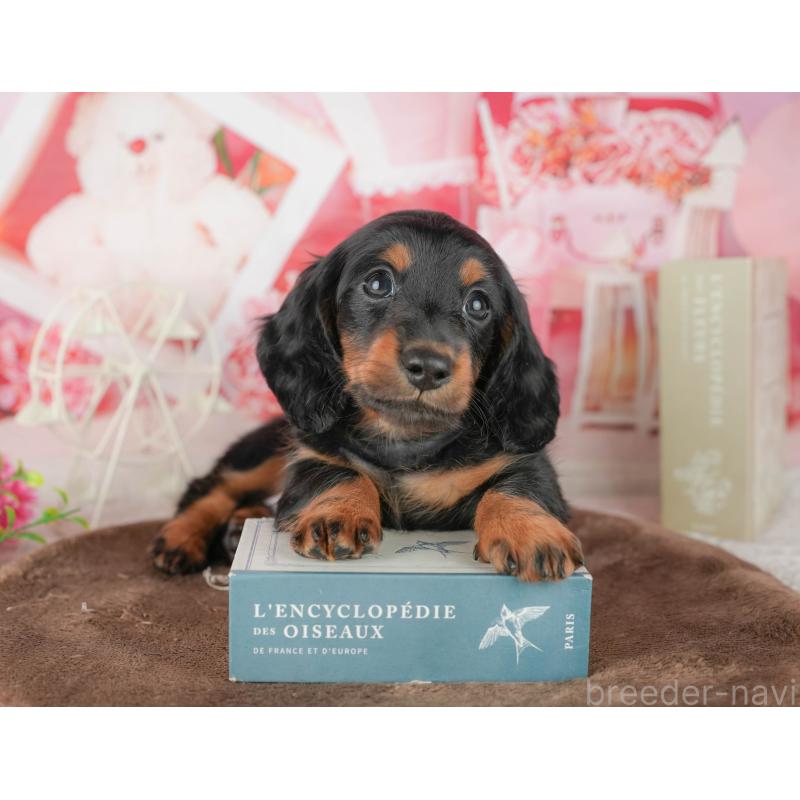 販売中の千葉県のミニチュアダックスフンド(ロングヘアード)-451309の8枚目