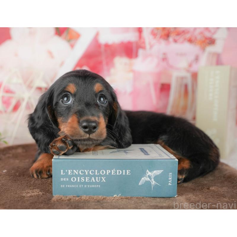 販売中の千葉県のミニチュアダックスフンド(ロングヘアード)-451309の7枚目