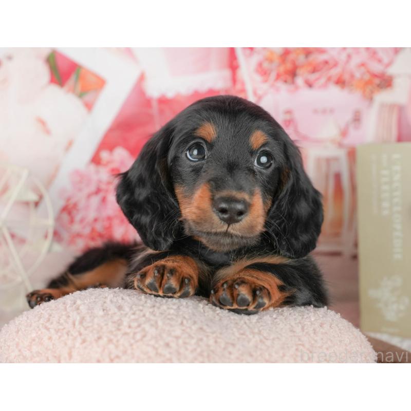 販売中の千葉県のミニチュアダックスフンド(ロングヘアード)-451309の6枚目