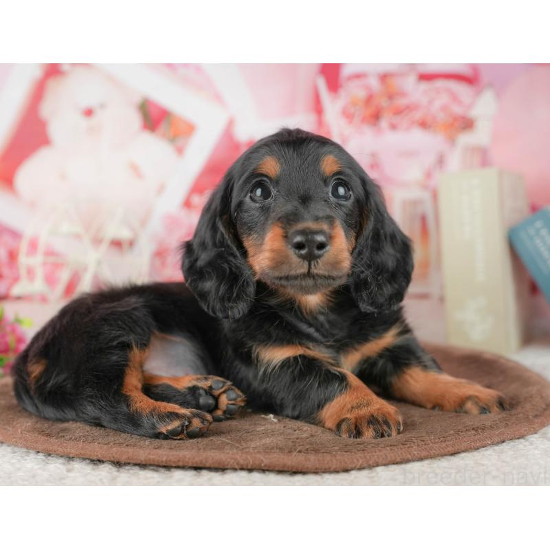 販売中の千葉県のミニチュアダックスフンド(ロングヘアード)-451309の4枚目