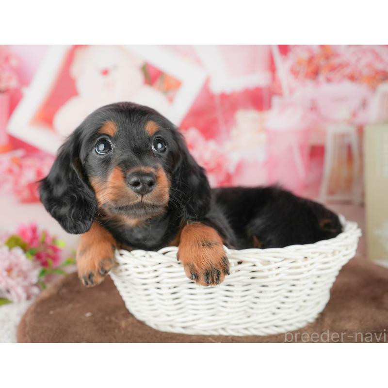 販売中の千葉県のミニチュアダックスフンド(ロングヘアード)-451309の3枚目