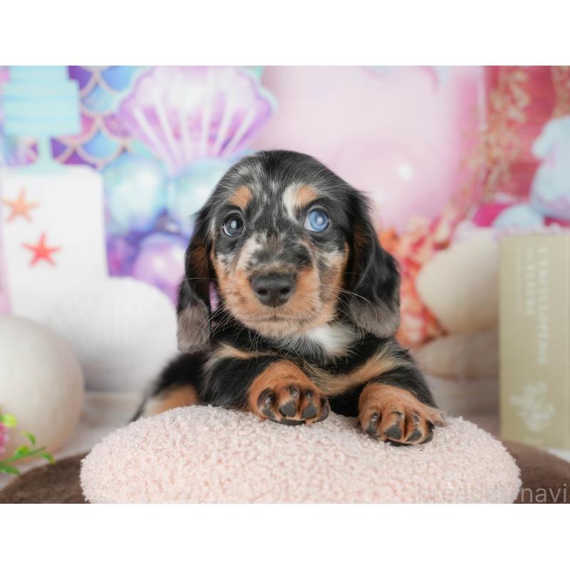 販売中の千葉県のミニチュアダックスフンド(ロングヘアード)-451305