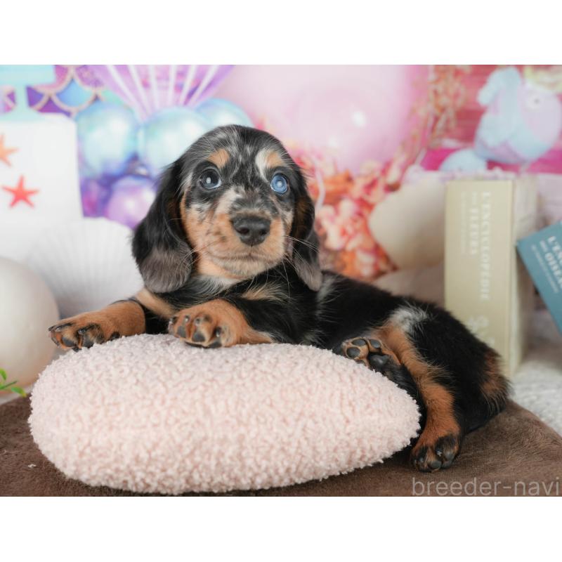 販売中の千葉県のミニチュアダックスフンド(ロングヘアード)-451305の11枚目