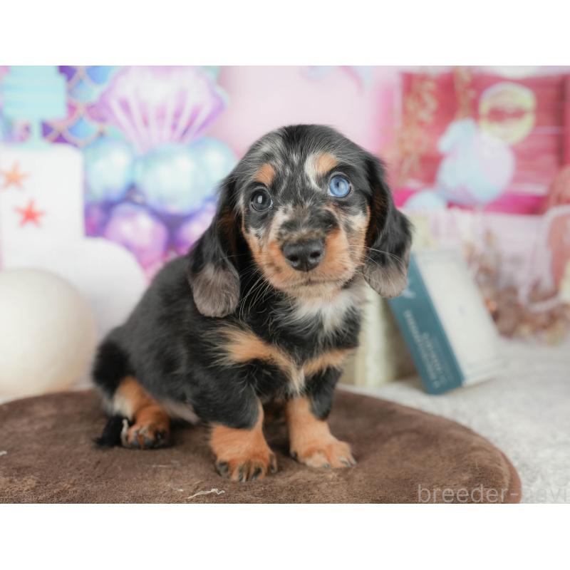 販売中の千葉県のミニチュアダックスフンド(ロングヘアード)-451305の10枚目